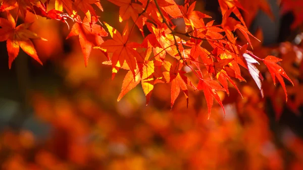 Červený javor listy na podzim v parku nara — Stock fotografie