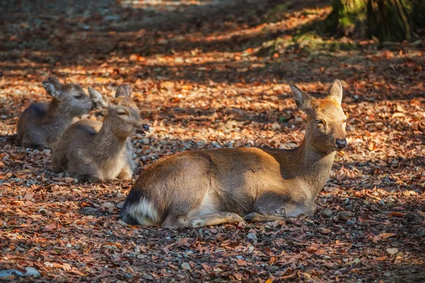 Jeleń wschodni, sika w tamukeyama hachimangu sanktuarium w nara — Zdjęcie stockowe