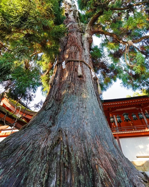 Vieil arbre au temple Kasuga Taisha à Nara — Photo