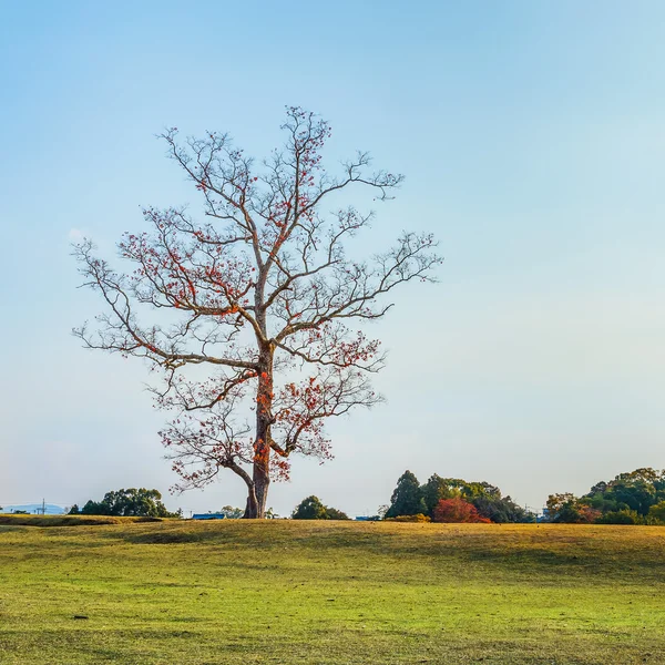 Landsacape 的一棵树，在奈良公园的运河 — 图库照片