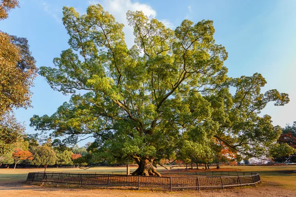 Viejo árbol grande en el Parque Nara en Nara —  Fotos de Stock