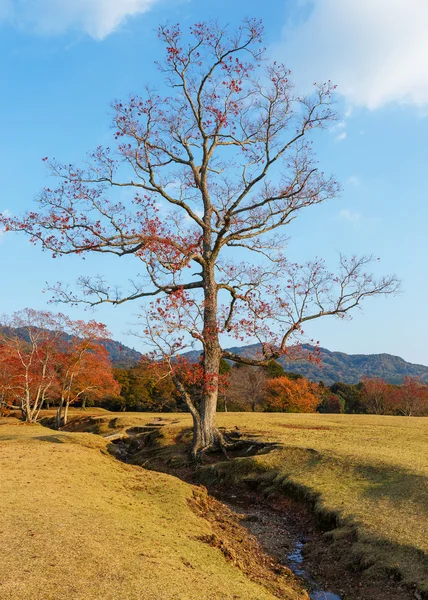 Otoño Laves en el Parque Nara en Nara — Foto de Stock