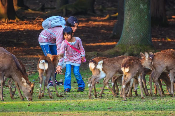 Sika Deer à Nara — Photo