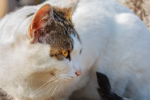 Gato branco com marcas de cinza rastejando em uma rua — Fotografia de Stock