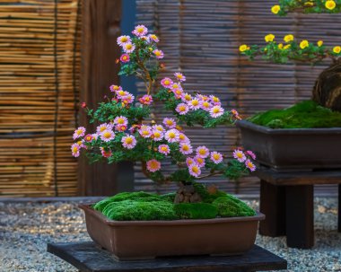 Japon küçük bonsai ağaç bahçe