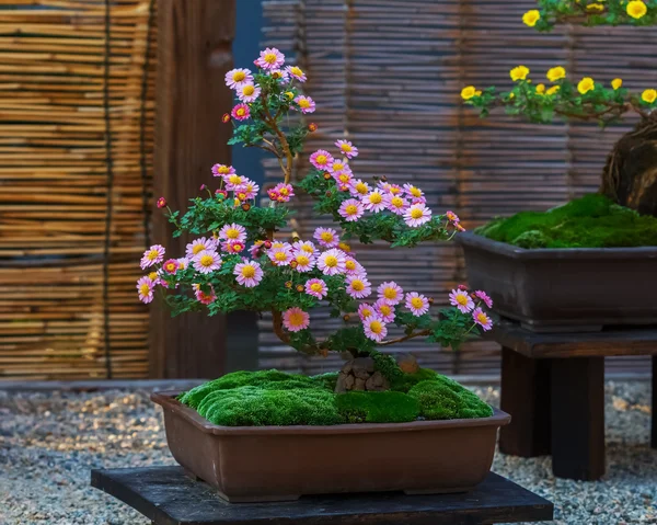 Japanische kleine Bonsai-Baum in einem Garten — Zdjęcie stockowe
