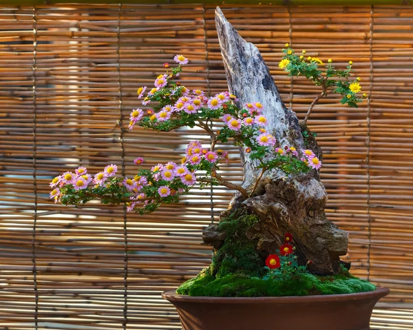 Piccolo bonsai giapponese in un giardino — Foto Stock