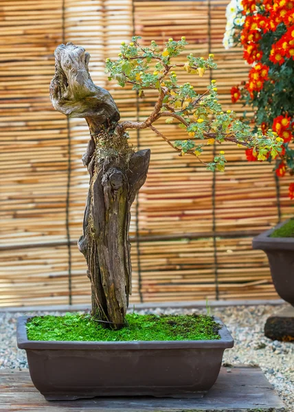 Japán kis bonsai fa a kertben — Stock Fotó