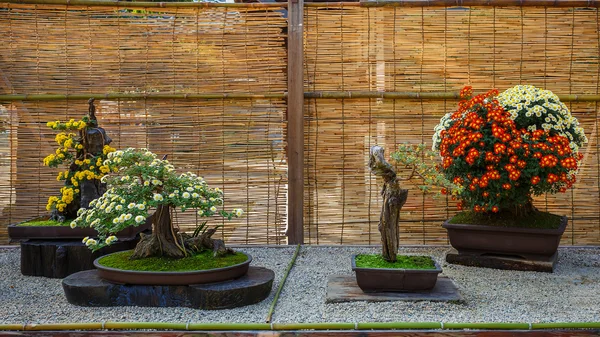 Japonês pequena árvore bonsai em um jardim — Fotografia de Stock