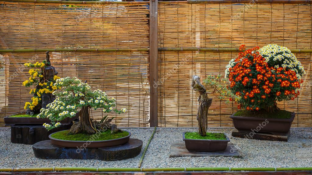 bonsai baum garten, japanische kleine bonsai-baum in einem garten — zdjęcie stockowe, Design ideen