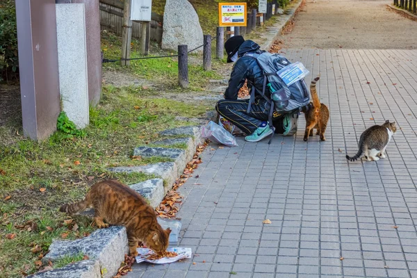 Alimentação de gatos de rua em Osaka — Fotografia de Stock