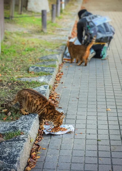 Alimentação de gatos de rua em Osaka — Fotografia de Stock