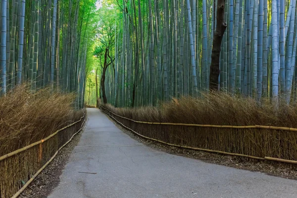 Chikurin-no-Michi (Bamboo Grove) à Arashiyama à Kyoto — Photo