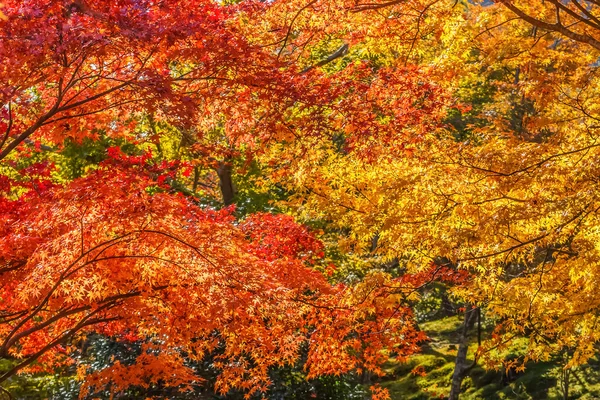 Tenryuji Sogenchi Pond Garden Património Mundial da UNESCO em Quioto — Fotografia de Stock