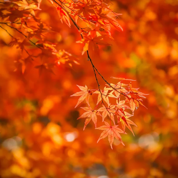 Maple vermelho parte no outono no Templo Tenryu-ji em Kyoto — Fotografia de Stock