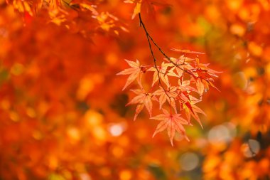 tenryu-ji Tapınağı'Kyoto sonbaharda kırmızı akçaağaç yaprakları