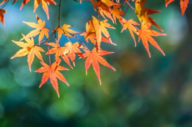 tenryu-ji Tapınağı'Kyoto sonbaharda kırmızı akçaağaç yaprakları