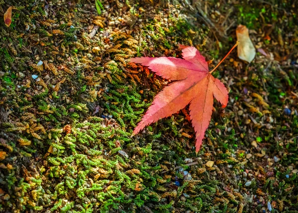 Rood esdoornblad op de grond — Stockfoto
