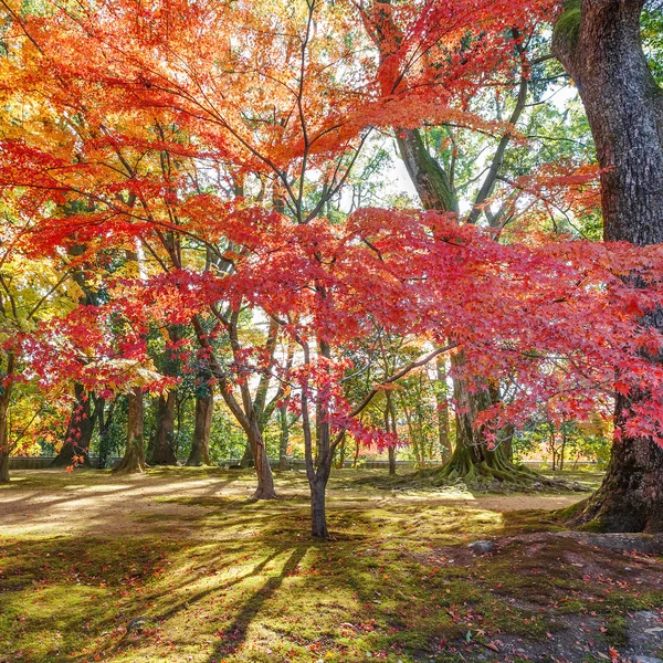 Rode esdoorn bladeren in de herfst — Stockfoto