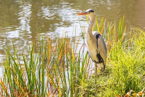 Biały Żuraw w kinkaku-ji Rozciągacz w Kioto — Zdjęcie stockowe