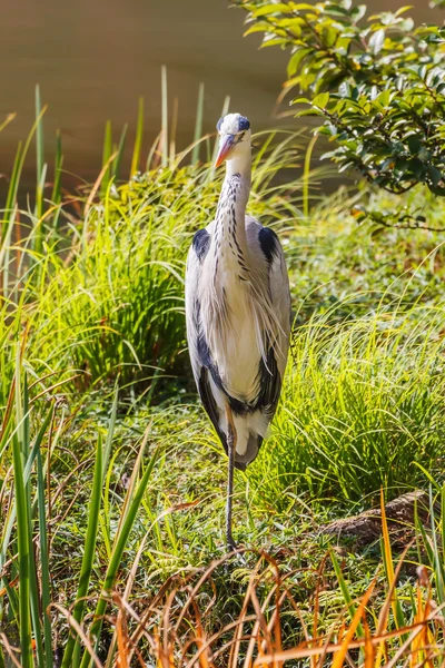 White crane at Kinkaku-ji Temple in Kyoto — Stock Photo, Image