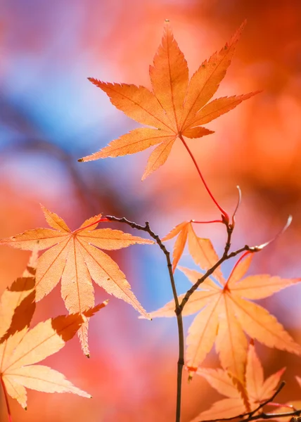 Rode esdoorn bladeren in de herfst — Stockfoto