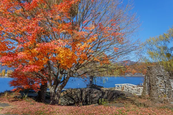 Hojas de arce rojo en otoño en el lago Kawaguchiko —  Fotos de Stock