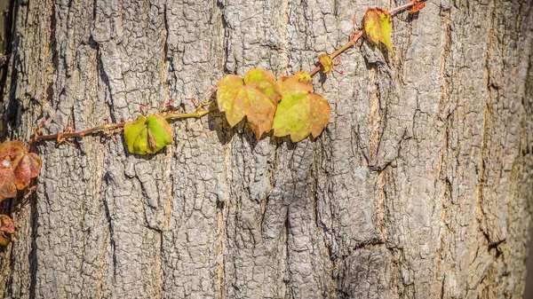 Escaladores en un tronco de árbol —  Fotos de Stock