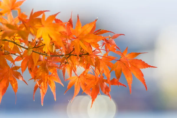 Blader av røde lønner om høsten – stockfoto