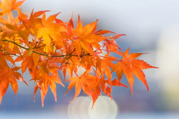 Red maple leaves in autumn — Stock Photo, Image