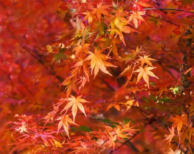 Sonbaharda kırmızı akçaağaç yaprakları