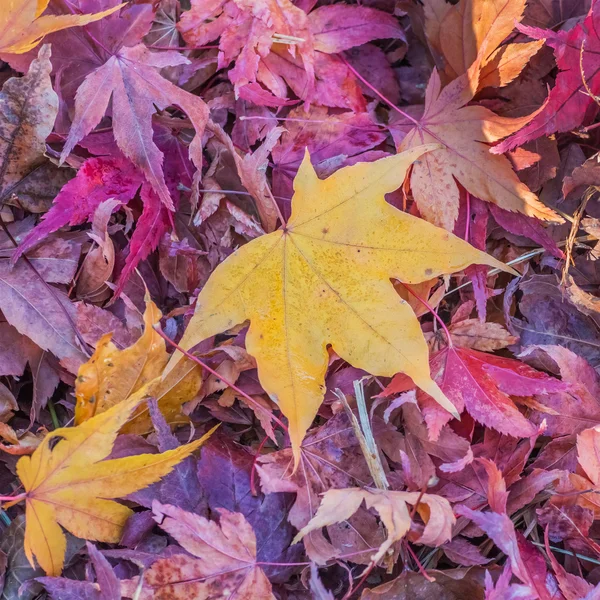 Gele esdoorn bladeren in de herfst — Stockfoto