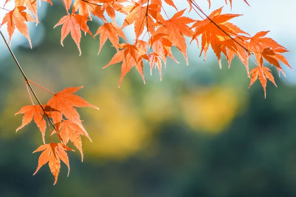 Roter Ahorn blättert im Herbst — Stockfoto