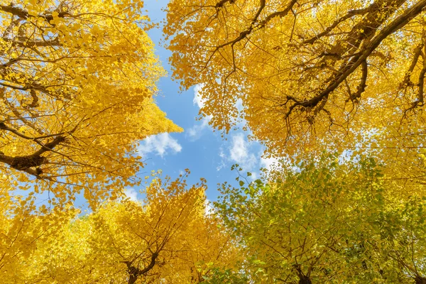 Ginkgo en Icho Namiki Street en Tokio —  Fotos de Stock