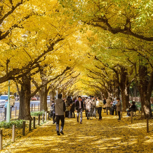 Avenida Icho Namiki em Tóquio — Fotografia de Stock