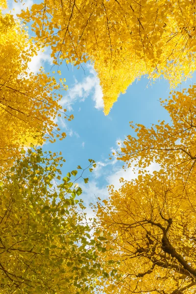 Ginkgo at Icho Namiki Street in Tokyo — Stock Photo, Image