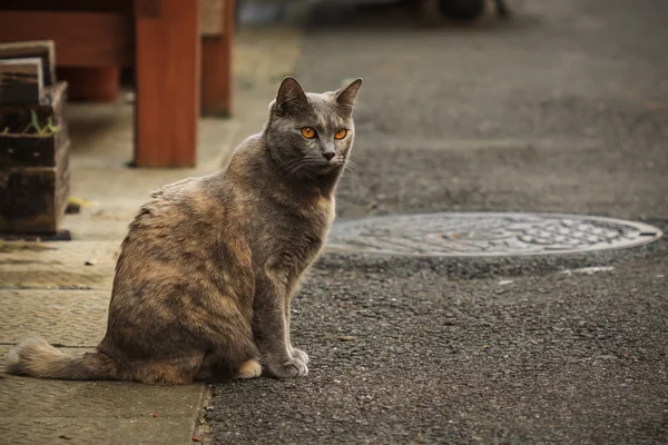 Japanska gatan katt i nagasaki — Stockfoto