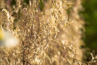 Kuru sonbahar bitkileri. Yüzeyin derinliği. Seçici odaklanma. Sıra dışı renkler