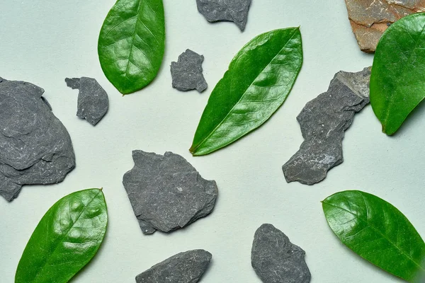 Screensaver Poster Pattern Green Leaves Gray Stones Nature Environment — Stockfoto