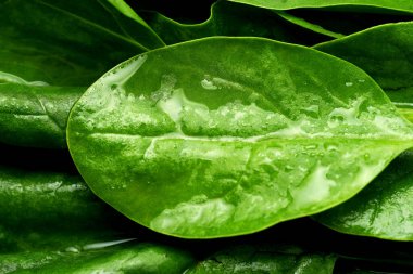 Islak ıspanağa yakın çekim. Seçici odaklanma, makro