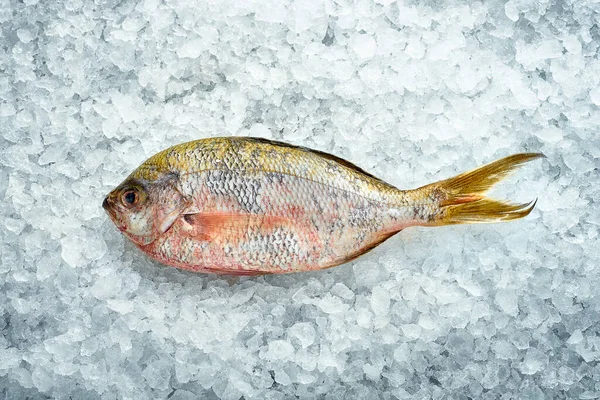 Свежая Рыба Дорадо Льду Крупный План Вид Сверху — стоковое фото