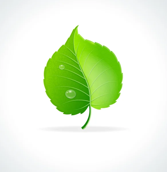 Vector illustration. Glossy green detailed leaf — Stock Vector