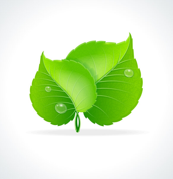 Vector illustration. Glossy green detailed leaves