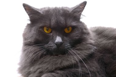 Güzel Nibelung kedisi beyaz izole arka planda dinleniyor. Portre