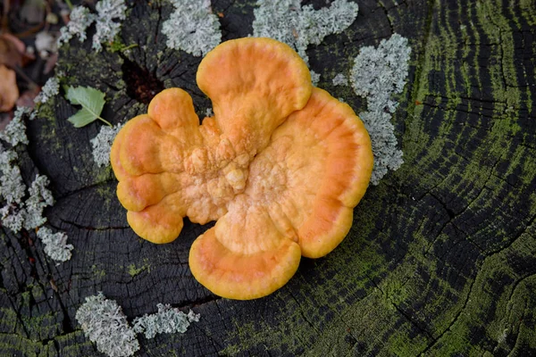 Ormanın Tavuğu (Laetiporus sülfür) ormandaki bir kereste kütüğünde yetişiyor..