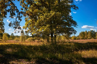 Sonbaharda nehrin kıyısındaki yalnız meşe ağacı. Göletin kenarındaki meşe ağaçları
