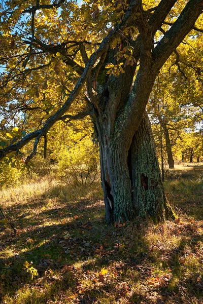 Duży Pień Dębu Jesiennym Lesie — Zdjęcie stockowe