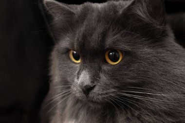 Güzel kedi Nibelung ileriye bakıyor. Koyu arkaplandaki portreyi kapat. Seçici odak