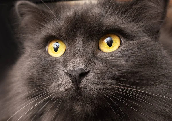 Красивая Кошка Нибелунг Смотрит Вперед Закрыть Портрет Темном Фоне Селективный — стоковое фото