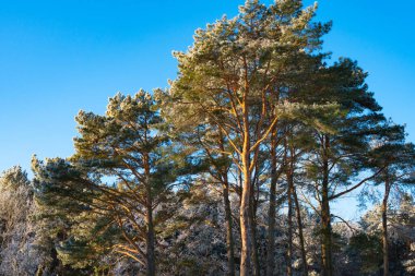 Güneşli bir günde çam ağaçları kırağı kaplar.